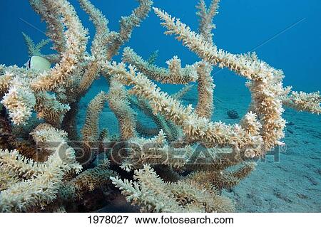 Delicate Hard Coral (Acropora Aspera) with Damselfish; Fiji View Large Photo Image Stock Photo - Delicate Hard Coral (Acropora Aspera) with Damselfish; Fiji. Fotosearch