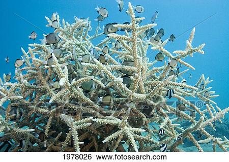 Stock Photograph - Delicate Hard Coral (Acropora Aspera) with school of Damselfish; Fiji. Fotosearch