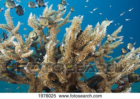 Delicate Hard Coral (Acropora Subglabra); Fiji View Large Photo Image Stock Photography - Delicate Hard Coral (Acropora Subglabra); Fiji. Fotosearch