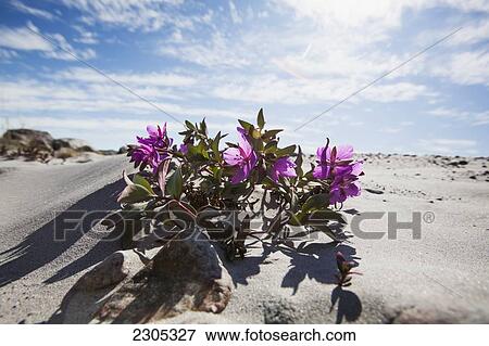 Denmark, Chamerion latifolium (national flower of Greenland) in sand; Greenland, Dwarf fireweed View Large Photo Image Stock Photo - Denmark, Chamerion latifolium (national flower of Greenland) in sand; Greenland, Dwarf fireweed. Fotosearch