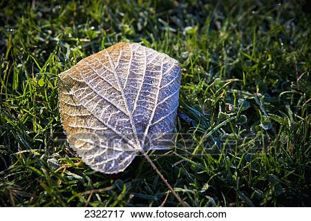 Stock Photo - Denmark, First autumn leaf laying on grass in Frederiksberg Park; Copenhagen. Fotosearch