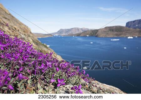 Stock Photograph - Denmark, Greenland, Dwarf fireweed; Upernarvik. Fotosearch