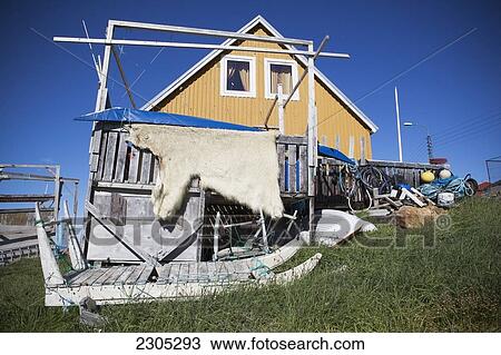 Stock Image - Denmark, Greenland, Polar bear skin; Upernarvik. Fotosearch