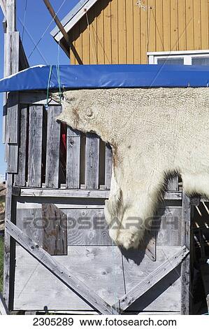 Stock Photo - Denmark, Greenland, Polar bear skin; Upernarvik. Fotosearch