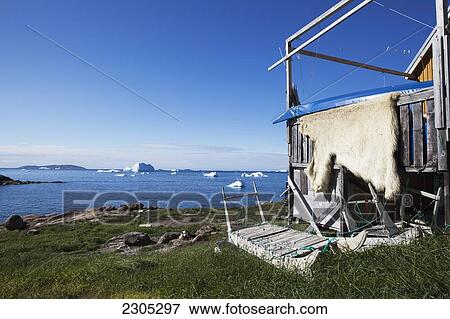 Denmark, Greenland, Polar bear skin; Upernarvik View Large Photo Image Stock Photo - Denmark, Greenland, Polar bear skin; Upernarvik. Fotosearch