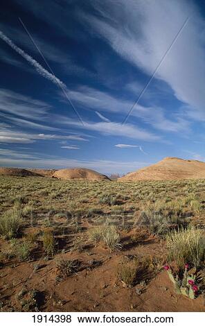Desert And Vegetation View Large Photo Image Stock Photo - Desert And Vegetation. Fotosearch