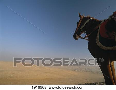 Stock Photo - Desert At Dawn By The Great Pyramids. Fotosearch