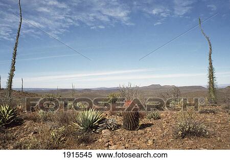 Desert Landscape View Large Photo Image Stock Photography - Desert Landscape. Fotosearch