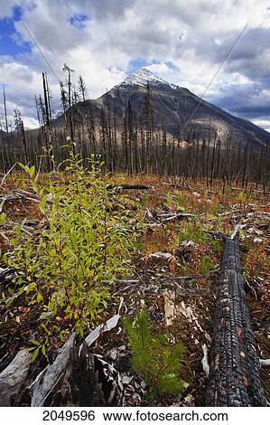 Stock Photograph - Destruction And Re-Growth After Forest Fire And Vermilion Peak, Kootenay National Park, British Columbia. Fotosearch