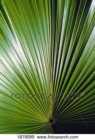 Stock Photo - Detail Of A Palm Leaf In The Amazon Rainforest.. Fotosearch