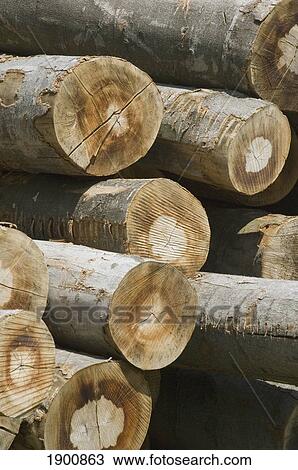 Stock Image - Detail of a pile of logs.. Fotosearch