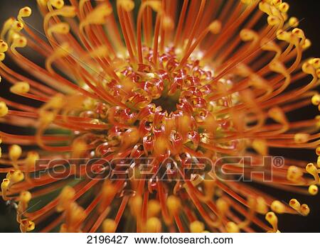 Stock Photo - Detail of a Protea flower, Kirstenbosch Botanical Gardens, Cape Town, South Africa.. Fotosearch