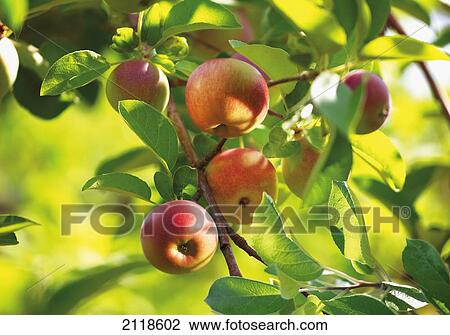 Stock Image - Detail Of Apple Tree; Niagara Ontario Canada. Fotosearch