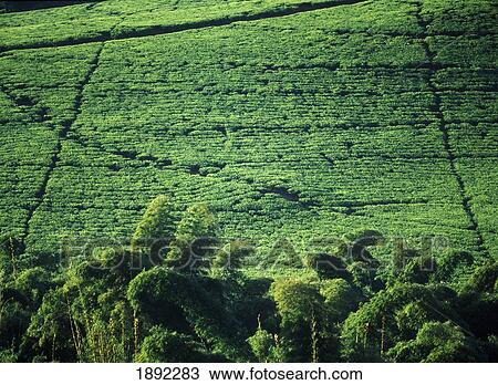 Detail Of Bamboo Growing Beside Lujeri Tea Estate Beneath Mt Mulanje View Large Photo Image Stock Image - Detail Of Bamboo Growing Beside Lujeri Tea Estate Beneath Mt Mulanje. Fotosearch