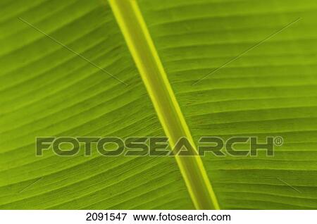 Stock Photo - Detail Of Banana Leaf, Blue Mountains, Jamaica.. Fotosearch