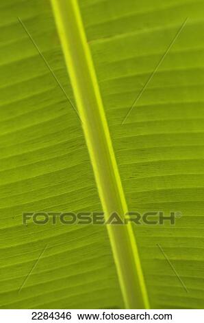 Stock Photograph - Detail Of Banana Leaf, Blue Mountains, Jamaica.. Fotosearch