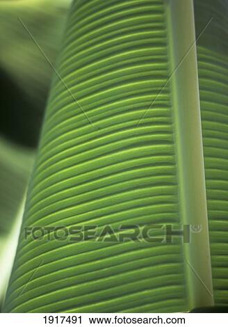 Stock Image - Detail Of Banana Leaf. Fotosearch