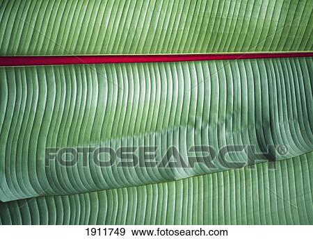 Stock Photo - Detail Of Banana Leaves Near Ngorogoro National Park, Tanzania.. Fotosearch