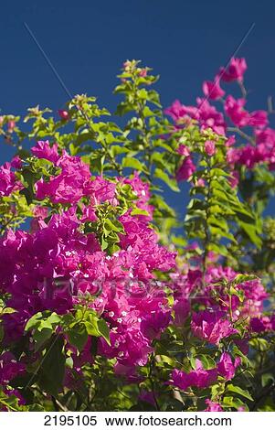Detail of Bouganvillea bush, Bel Air Plantation, Grenada. View Large Photo Image Stock Photography - Detail of Bouganvillea bush, Bel Air Plantation, Grenada.. Fotosearch