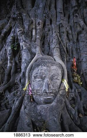 Detail Of Buddha Statue Head Overgrown By Tree Roots View Large Photo Image Stock Image - Detail Of Buddha Statue Head Overgrown By Tree Roots. Fotosearch