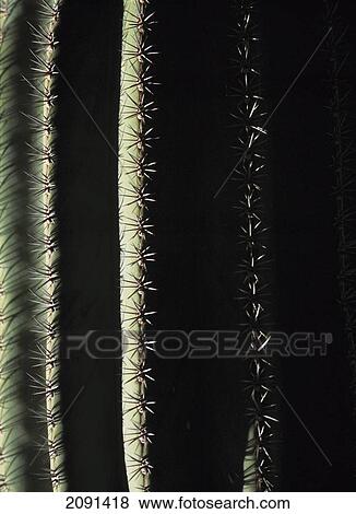 Stock Photo - Detail Of Cactus In The Majorelle Gardens, Marrakesh, Morocco.. Fotosearch
