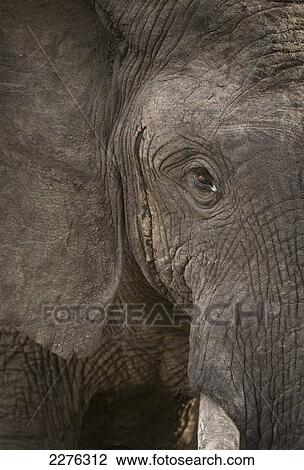 Stock Image - Detail of elephant, Ol Pejeta Conservancy, Kenya.. Fotosearch