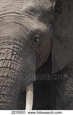 Stock Image - Detail of elephant, Ol Pejeta Conservancy, Kenya. Fotosearch