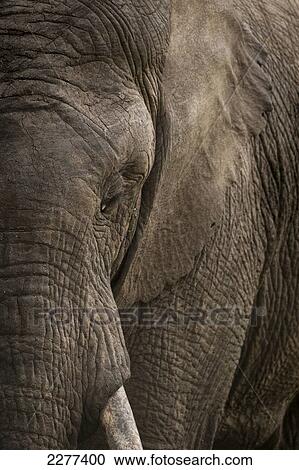 Detail of elephant, Ol Pejeta Conservancy; Kenya View Large Photo Image Stock Image - Detail of elephant, Ol Pejeta Conservancy; Kenya. Fotosearch