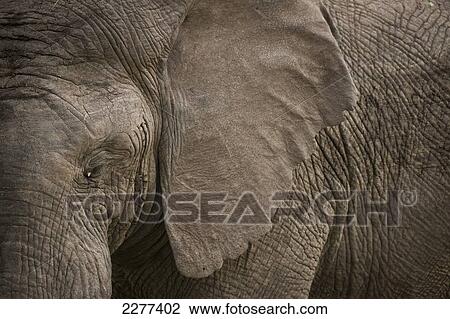 Detail of elephant, Ol Pejeta Conservancy; Kenya View Large Photo Image Stock Image - Detail of elephant, Ol Pejeta Conservancy; Kenya. Fotosearch