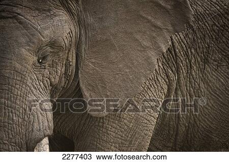 Detail of elephant, Ol Pejeta Conservancy; Kenya View Large Photo Image Stock Image - Detail of elephant, Ol Pejeta Conservancy; Kenya. Fotosearch