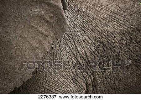 Detail of elephant, Ol Pejeta Conservancy; Kenya View Large Photo Image Stock Photo - Detail of elephant, Ol Pejeta Conservancy; Kenya. Fotosearch