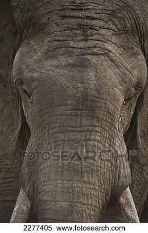 Stock Photography - Detail of elephant, Ol Pejeta Conservancy; Kenya. Fotosearch