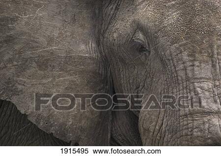Detail Of Elephant View Large Photo Image Stock Photography - Detail Of Elephant. Fotosearch