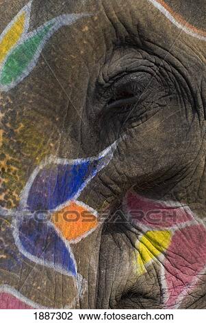 Detail Of Eye On Face Of Adorned Elephant At Amber Fort View Large Photo Image Stock Image - Detail Of Eye On Face Of Adorned Elephant At Amber Fort. Fotosearch