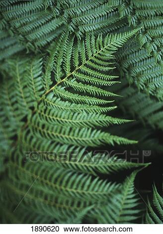 Detail Of Fern Leaf View Large Photo Image Stock Image - Detail Of Fern Leaf. Fotosearch