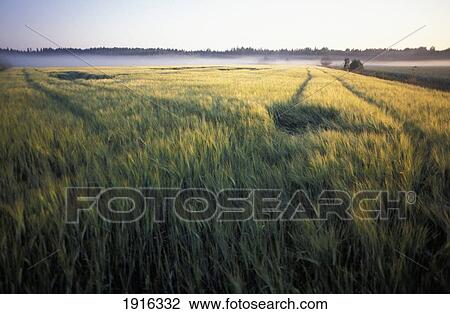 Stock Image - Detail Of Field At Dawn. Fotosearch