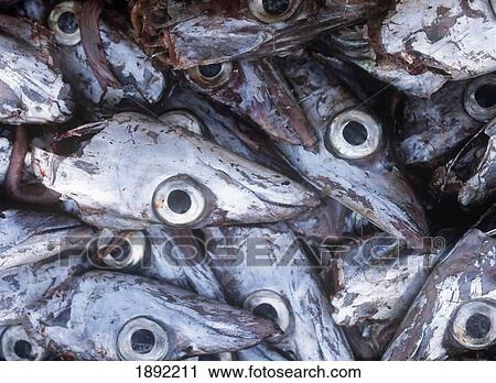 Detail Of Fish Heads View Large Photo Image Stock Image - Detail Of Fish Heads. Fotosearch