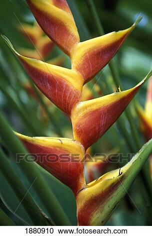 Detail Of Flower From Garden Of The Sleeping Giant, Close Up View Large Photo Image Stock Image - Detail Of Flower From Garden Of The Sleeping Giant, Close Up. Fotosearch