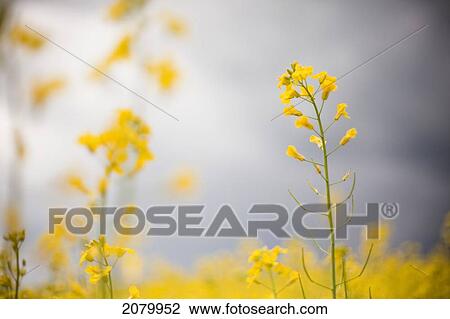 Stock Image - Detail Of Flowering Canola; Rocky Mountain House, Alberta, Canada. Fotosearch