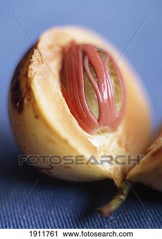 Detail Of Freshly Opened Nutmeg, Zanzibar, Tanzania. View Large Photo Image Stock Image - Detail Of Freshly Opened Nutmeg, Zanzibar, Tanzania.. Fotosearch