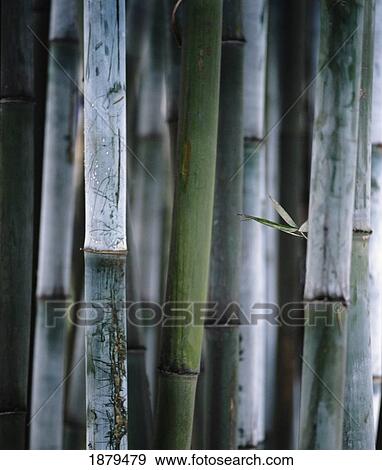 Detail Of Green Bamboo In Bamboo Park, Chengdu, Sichuan View Large Photo Image Stock Photo - Detail Of Green Bamboo In Bamboo Park, Chengdu, Sichuan. Fotosearch