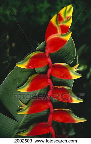 Stock Image - Detail Of Hanging Heliconia Against Leaf, Bright Contrasting Colors. Fotosearch