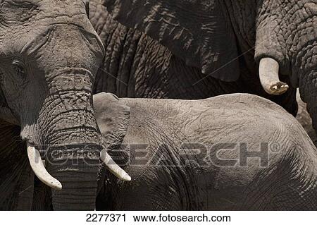 Stock Image - Detail of herd of elephants, Ol Pejeta Conservancy; Kenya. Fotosearch