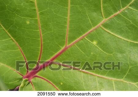 Detail Of Leaf, Jamaica. View Large Photo Image Stock Image - Detail Of Leaf, Jamaica.. Fotosearch
