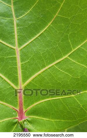 Stock Image - Detail Of Leaf, Jamaica.. Fotosearch