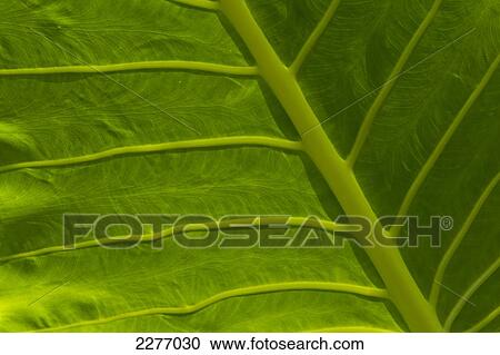 Stock Image - Detail of leaf, Thalpe, near Unawatuna, Sri Lanka.. Fotosearch
