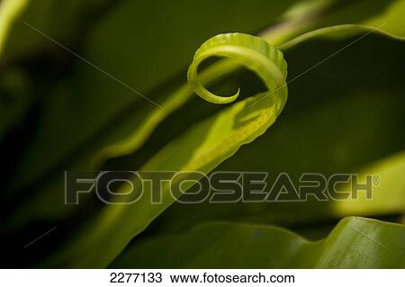 Stock Image - Detail of leaf uncurling, Thalpe, near Unawatuna, Sri Lanka.. Fotosearch