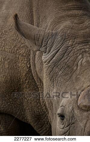 Stock Photo - Detail of Northern White Rhino, Ol Pejeta Conservancy; Kenya. Fotosearch