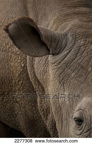 Detail of Northern White Rhino (Ceratotherium simum cottoni), Ol Pejeta Conservancy; Kenya View Large Photo Image Stock Photo - Detail of Northern White Rhino (Ceratotherium simum cottoni), Ol Pejeta Conservancy; Kenya. Fotosearch