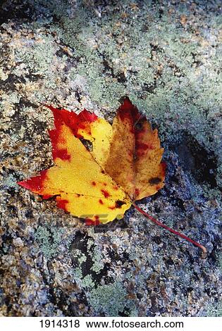 Stock Photo - Detail Of Orange And Red Leaf. Fotosearch